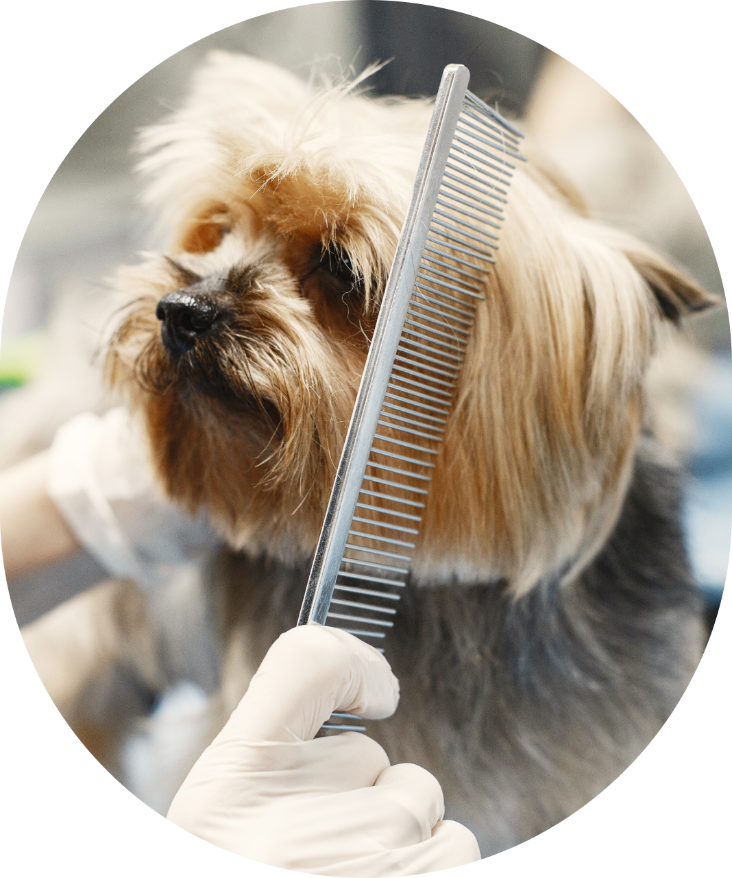 Dog getting combed