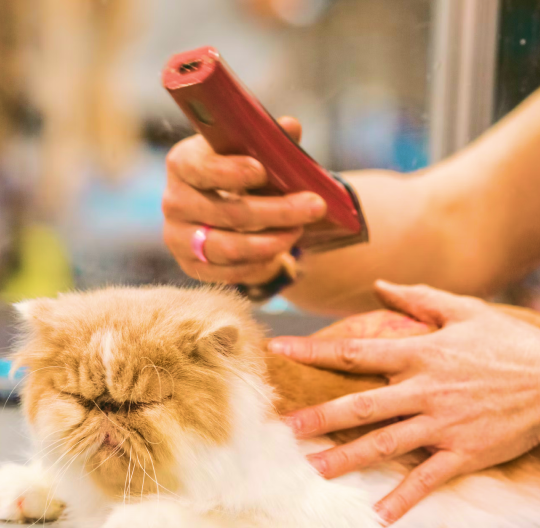 Cat getting trimmed