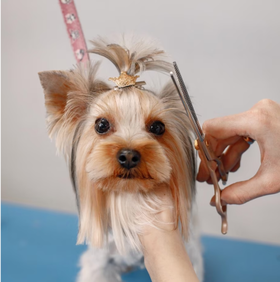 Dog getting shaved